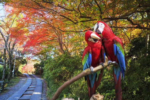 El rasgo de guacamayo azul y oro —  Fotos de Stock