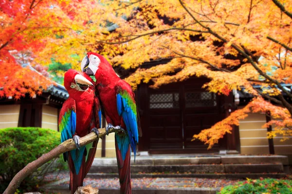 Potrait av blått & guld macaw — Stockfoto