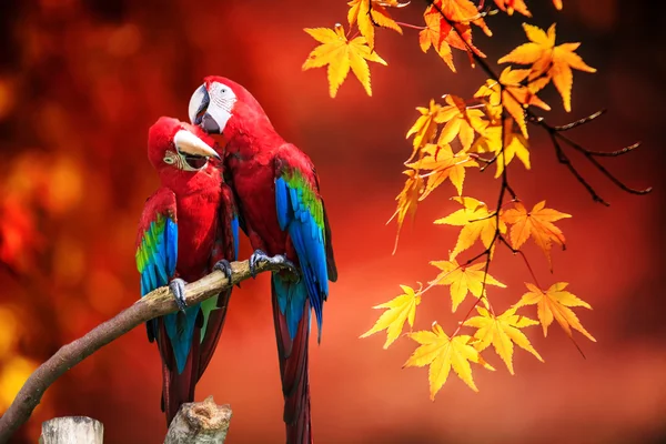 The potrait of Blue & Gold Macaw — Stock Photo, Image