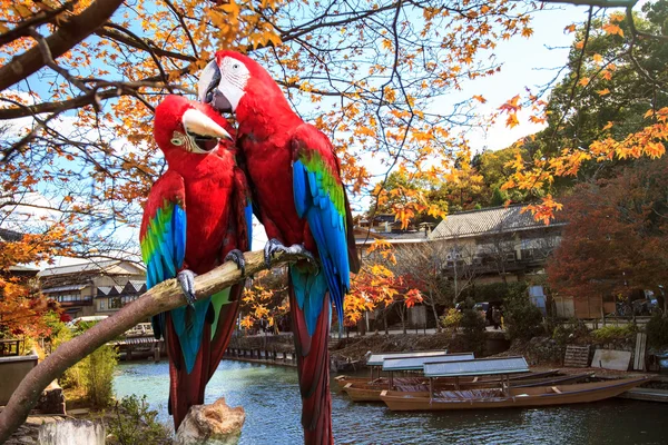 El rasgo de guacamayo azul y oro —  Fotos de Stock