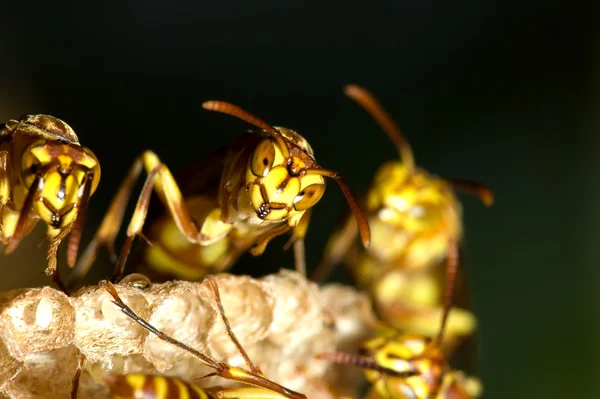 Ninho de vespas — Fotografia de Stock
