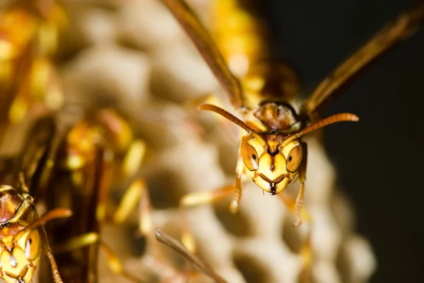 Wasp Nest — Stock Photo, Image