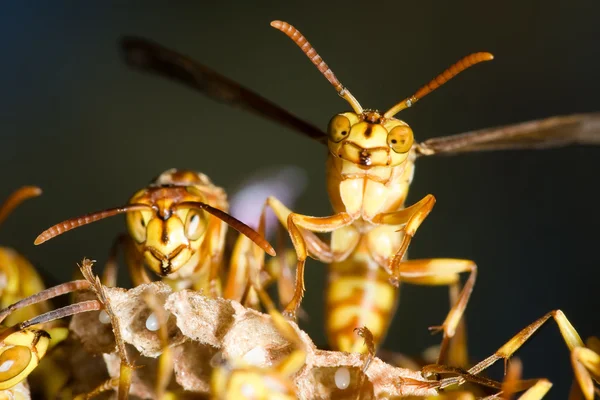 WASP гніздо — стокове фото