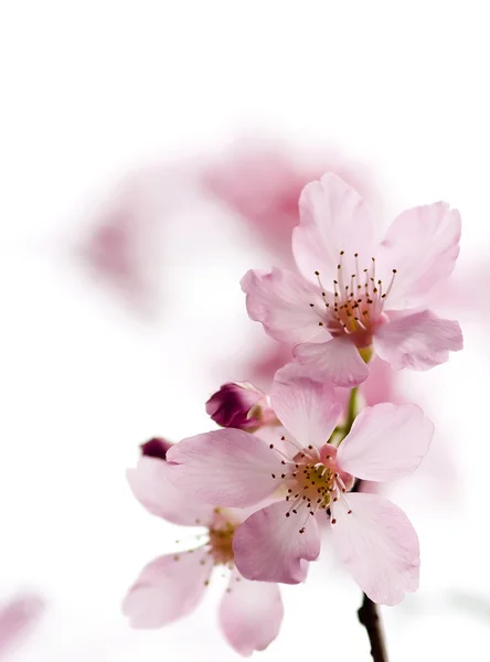 Kersenbloesem, sakura bloemen — Stockfoto