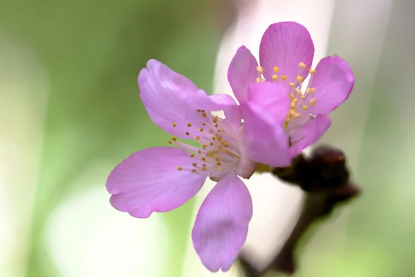 Fiori di ciliegio, fiori di sakura — Foto Stock