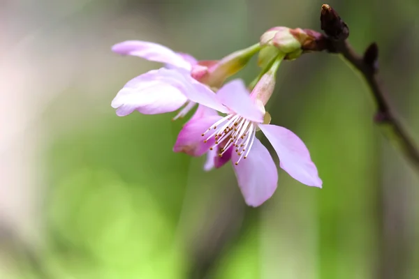 Fiori di ciliegio, fiori di sakura — Foto Stock