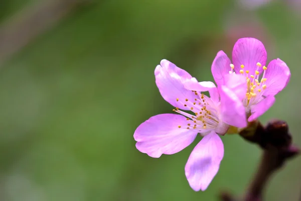 Kersenbloesem, sakura bloemen — Stockfoto