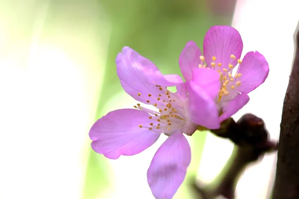 Kirschblüte, Sakura-Blumen — Stockfoto