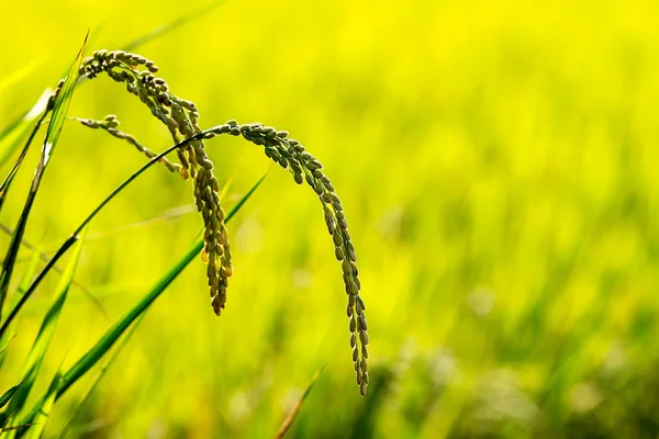 Paddy rice — Stock Photo, Image