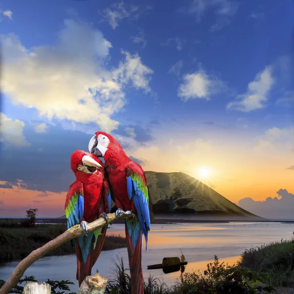 O potrait de Blue & Gold Macaw — Fotografia de Stock