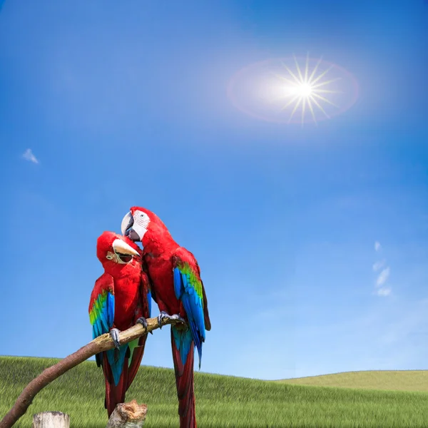 Mavi & altın papağanın potraiti — Stok fotoğraf