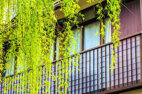 Sunlight through willow tree — Stock Photo, Image