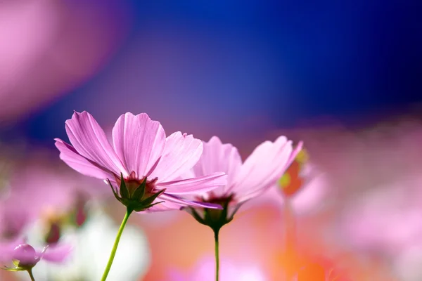 Två rosa blommor — Stockfoto