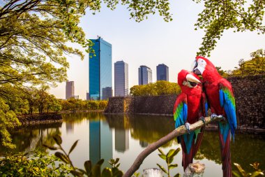 Mavi & Altın Amerika papağanı adv için potrait ya da diğer kullanım amacı