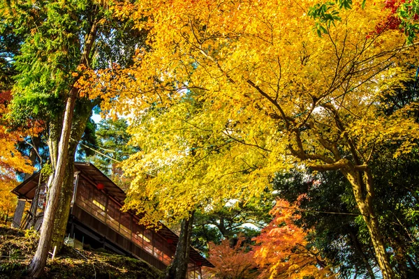 Klon japoński kolorowy liść w jingo-ji — Zdjęcie stockowe