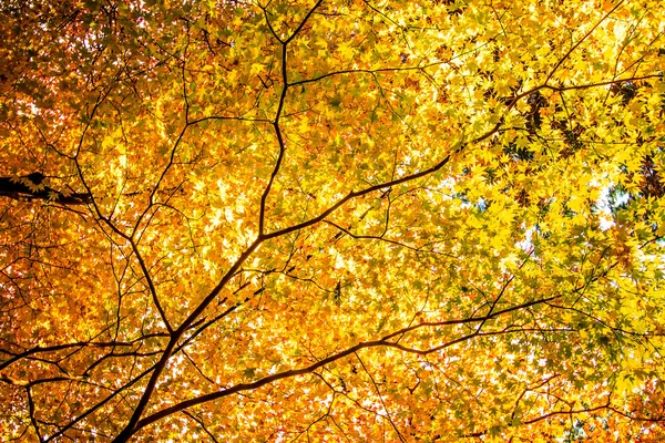 Colored Japanese maple leaf in Jingo-Ji — Stock Photo, Image