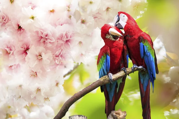 Potrait modré & zlatá papoušek pro adv nebo jiné účel použití — Stock fotografie