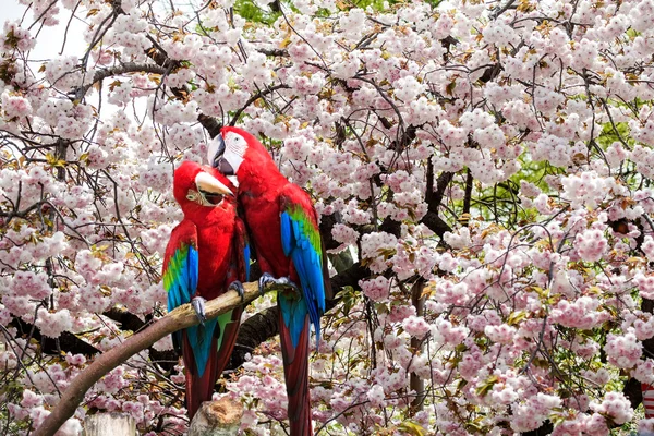 El rasgo de guacamayo azul y oro para uso adv u otros fines — Foto de Stock