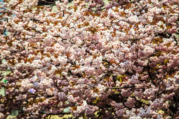 Foso y flores de cerezo de Kioto — Foto de Stock