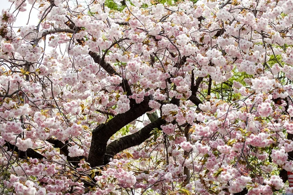 Gracht en cherry blossoms van kyoto — Stockfoto