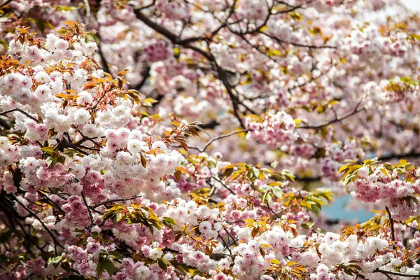 京都の堀と桜の花 — 图库照片