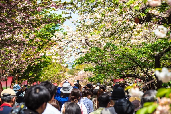 Foso y flores de cerezo de Kioto — Foto de Stock