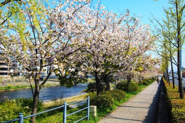 Japonya'daki Sakura seaskon