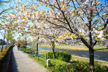Japonya'daki Sakura seaskon