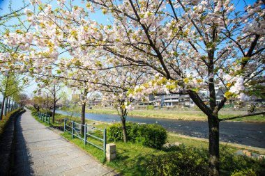 Japonya'daki Sakura seaskon