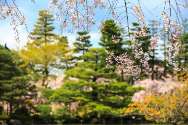 Japonya'daki Sakura seaskon