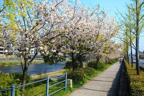 Sakura seaskon in Japan — Stock Photo, Image
