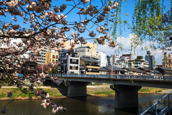 Sakura seaskon in Japan — Stockfoto