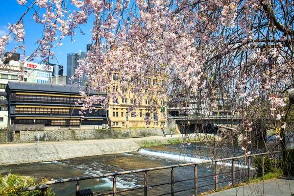 Sakura muskon di Jepang — Stok Foto