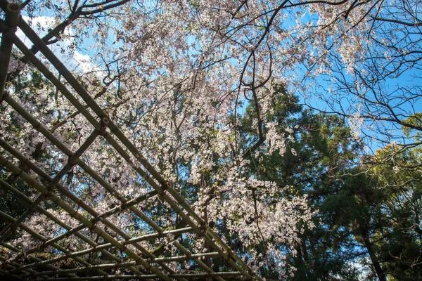 Sakura-Seaskon in Japan — Stockfoto