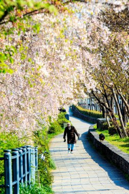 Sakura Sezon Kyoto, Japonya