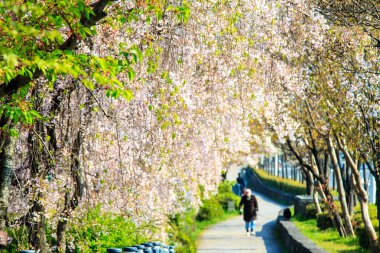 Sakura Sezon Kyoto, Japonya