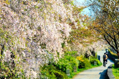 Sakura Sezon Kyoto, Japonya