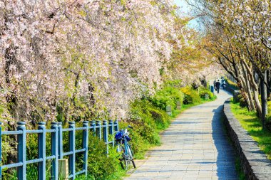 Sakura Sezon Kyoto, Japonya