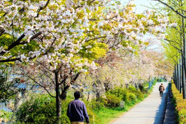 Sakura Sezon Kyoto, Japonya