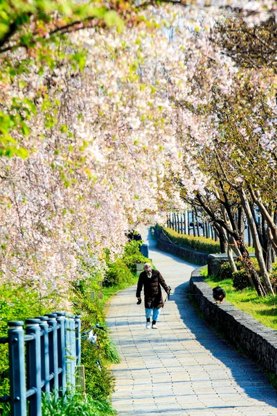 Sakura sezóna v Kjótu, Japonsko — Stock fotografie