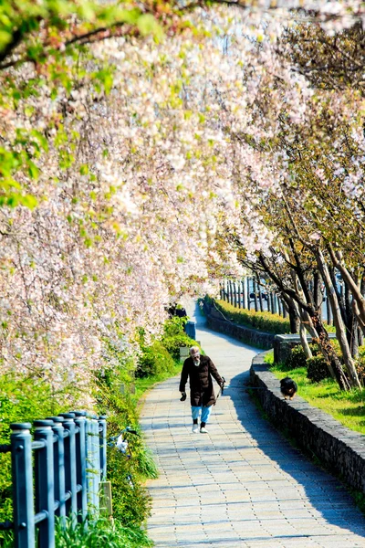 Sakura seizoen in Kyoto, Japan — Stockfoto