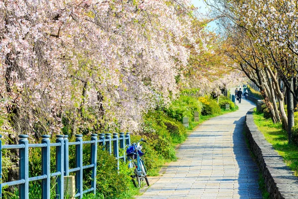 Сакура в сезоне в Киото, Япония — стоковое фото