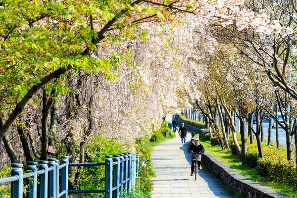 Sakura säsong i Kyoto, Japan — Stockfoto