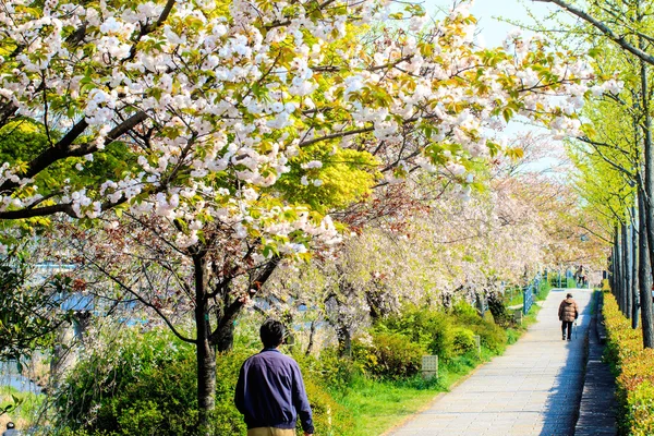 Sakura season in Kyoto, Japan — Stock Photo, Image