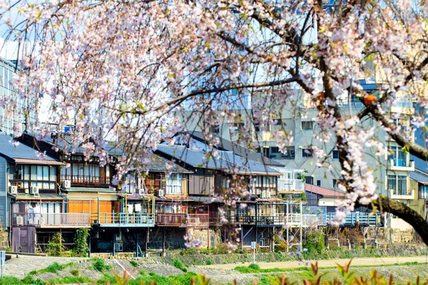 Сакура в сезоне в Киото, Япония — стоковое фото