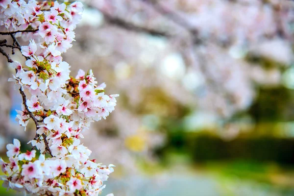 Sakura seizoen in Kyoto, Japan — Stockfoto