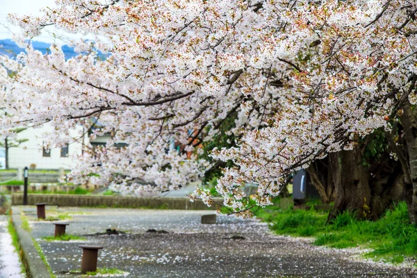 Temporada Sakura em Kyoto, Japão — Fotografia de Stock