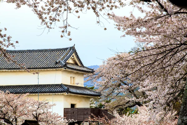 Temporada Sakura em Kyoto, Japão — Fotografia de Stock