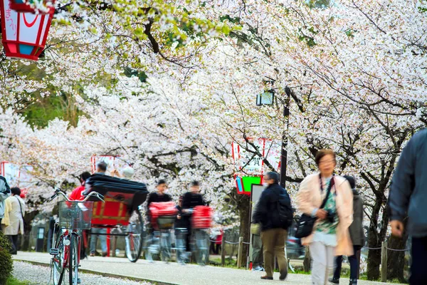 교토, 일본에서 벚꽃 시즌 — 스톡 사진