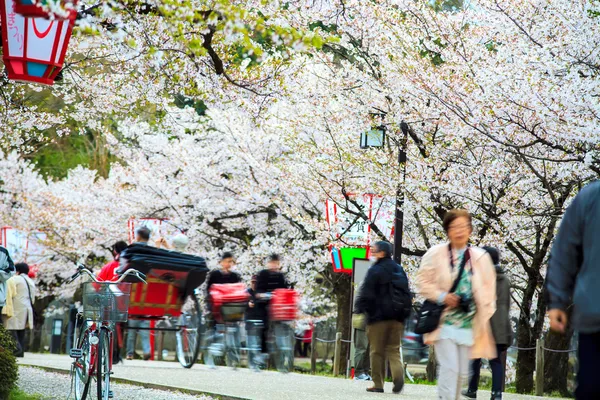 Sakura-Saison in Kyoto, Japan — Stockfoto